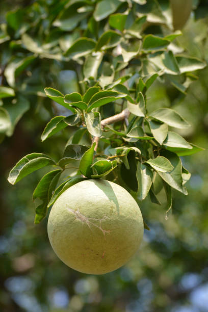 istock Aegle marmelos or indian bael fruit on the tree 1282787553