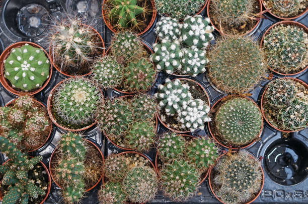 istock Small decorative cacti in plastic pots sold on street 1282788258