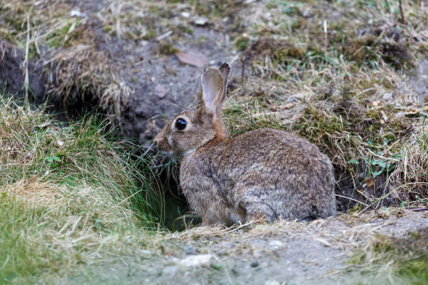 istock Wild rabbit on grass in garden 1282790252