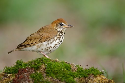 Adult Wood Thrush (Hylocichla mustelina) during spring migration at Galveston County, Texas, USA.