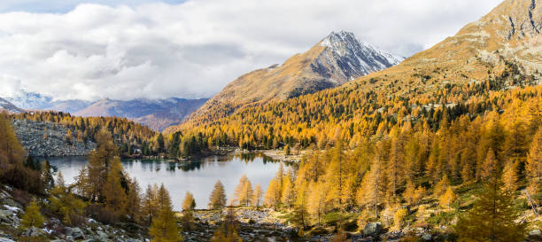 herbstsaison mit goldenen lärchenbäumen über dem violasee im campo-tal in graubünden, schweiz - larch tree stone landscape sky stock-fotos und bilder