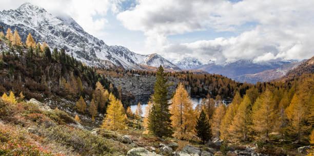 herbstsaison mit goldenen lärchenbäumen über dem violasee im campo-tal in graubünden, schweiz - larch tree stone landscape sky stock-fotos und bilder