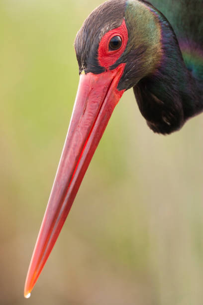 istock Black Stork, Ciconia nigra 1282792183