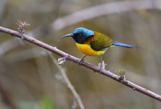 istock Male Green-tailed Sunbird (Aethopyga nipalensis) 1282792220