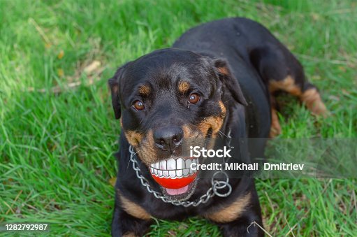 1,417 Funny Rottweiler Stock Photos, Pictures & Royalty-Free Images - iStock 1,417 Funny Rottweiler Stock Photos, Pictures & Royalty-Free Images - iStock