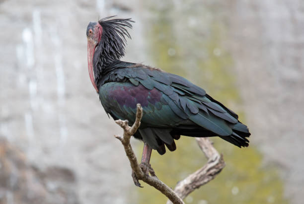 istock Ibis rock in the Prague zoo, selective focus 1282794092