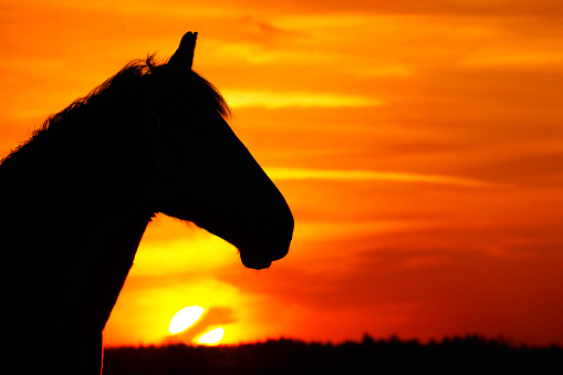 Horse silhouette, red and orange sunset. Portrait of a horse