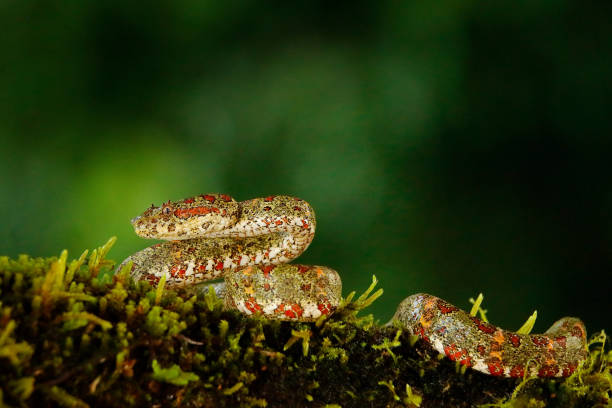 istock Dangerous snake in the nature habitat. Eyelash Palm Pitviper, Bothriechis schlegeli, on the green mossy branch. Venomous snake in the nature habitat. Poisonous animal from South America. 1282797789