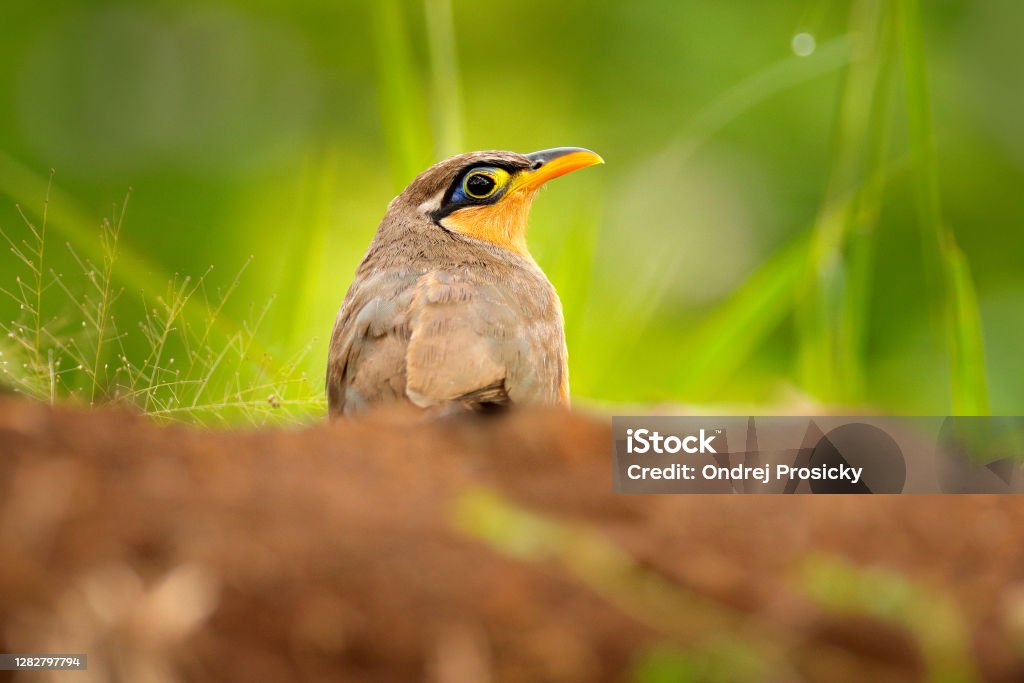 Chim Cu Gáy Dưới Đất Nhỏ Morococcyx Erythropygius Loài Chim Quý Hiếm Từ  Costa Rica Ngắm Chim Ở Nam Mỹ Chim Cu Gáy Ngồi Trên Mặt Đất Với Cỏ Đẹp Cảnh  Động