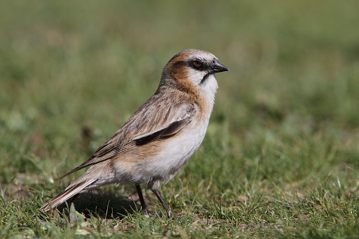 Male Rufous-necked Snowfinch (Pyrgilauda ruficollis) standing on short grass field in Tibet, China.