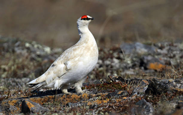istock Alaskan Rock Ptarmigan, Lagopus muta kelloggae 1282797850