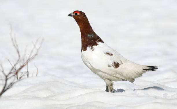 istock Alaskan Willow Ptarmigan, Lagopus alascensis / alexandrae 1282797908