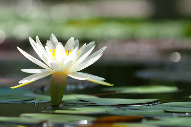 White waterlily lake. Water lily or Nymphaea candida in pond White waterlily lake. Water lily or Nymphaea candida in pond nymphaea candida stock pictures, royalty-free photos & images
