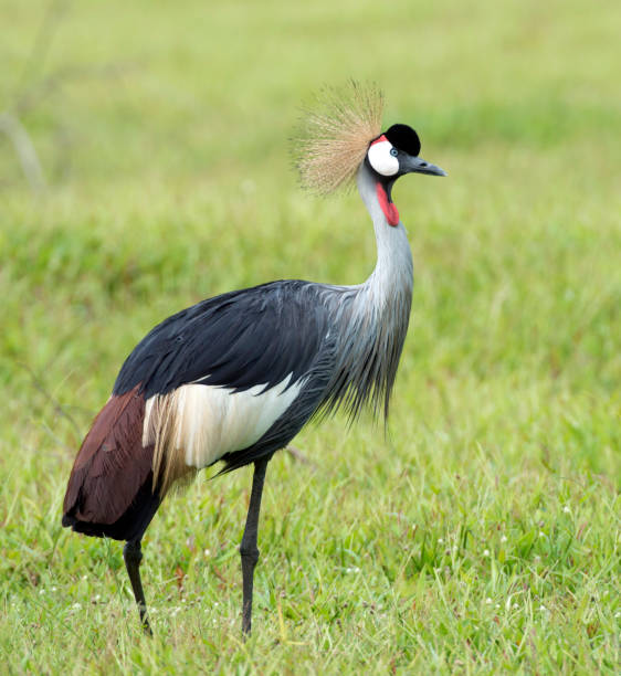 istock Grey Crowned Crane, Balearica regulorum 1282797953