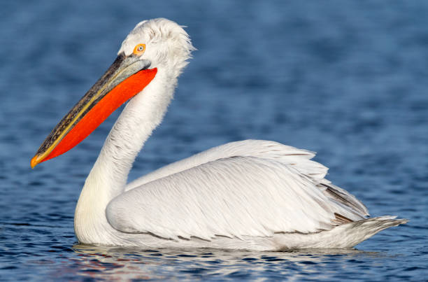 istock Wildlife and nature image from Greece 1282798007
