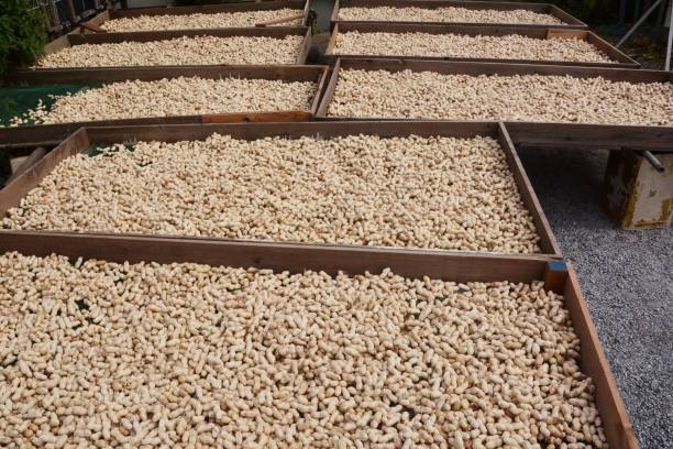 Drying work after harvesting peanuts. Drying work after harvesting peanuts. peanut crop stock pictures, royalty-free photos & images