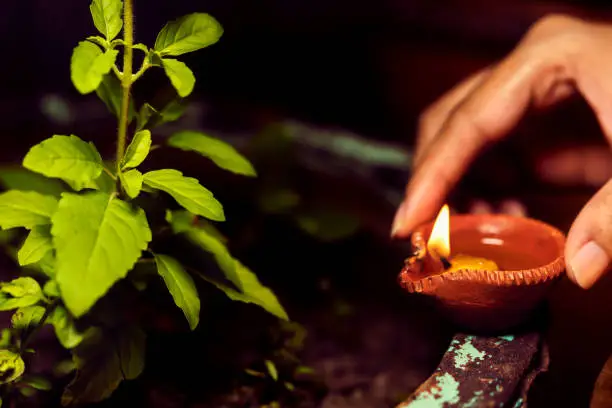 Woman or female hand holding diya and giving or putting it near sacred tulsi or basil plant. Background for Hindu ritual, belief, ritualistic worship, offering, culture.