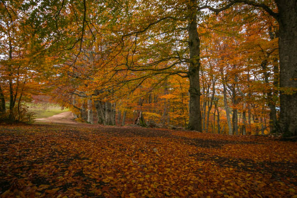 istock Panoramic view of autumn beech forest in the italian park 1282799004