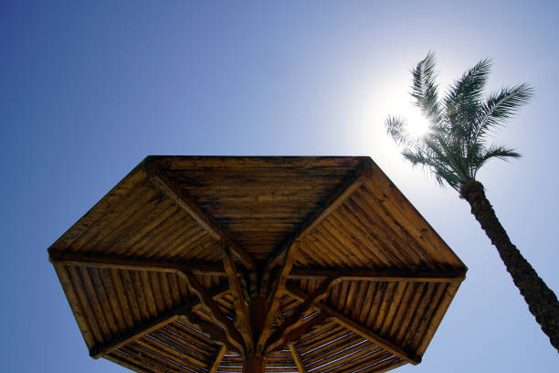 low angle view of coconut tree and sunny sky