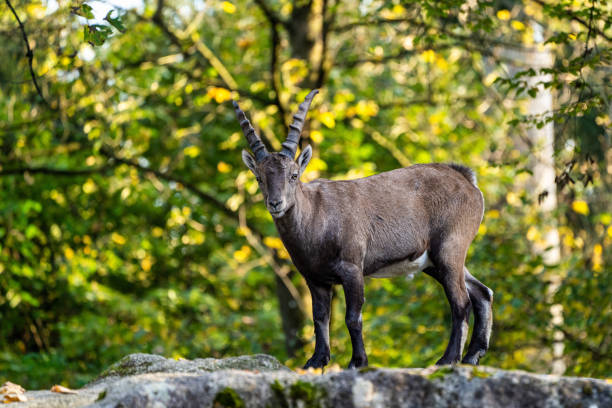 istock Male mountain ibex or capra ibex on a rock 1282799387