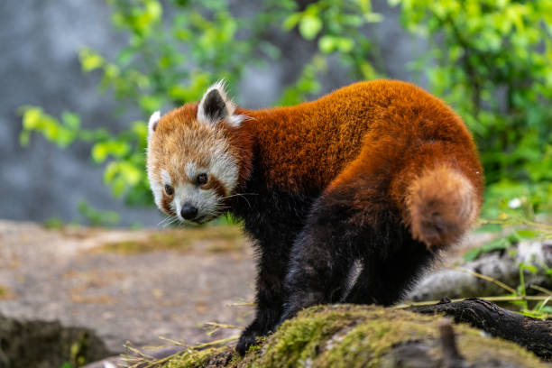 il panda rosso, ailurus fulgens, chiamato anche panda minore. - panda outdoors horizontal chengdu foto e immagini stock