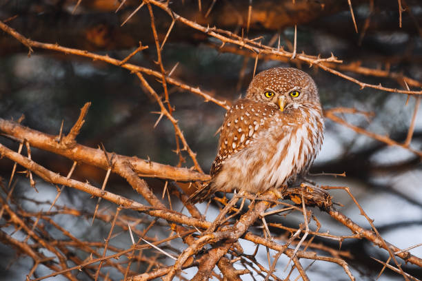 Spotted owl stock photo