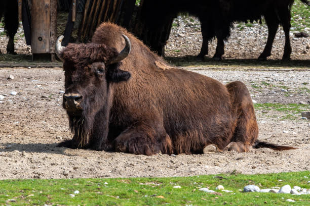 istock American buffalo known as bison, Bos bison in the zoo 1282800498