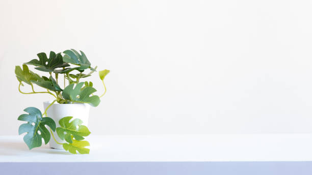 istock Succulent Plant in a Pot with a White Background on a White Table 1282800946