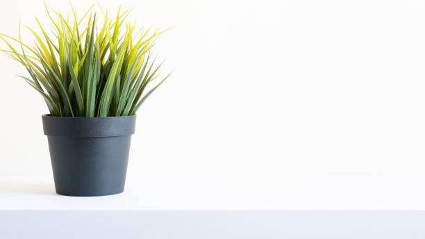 istock Succulent Plant in a Pot with a White Background on a White Table 1282801067