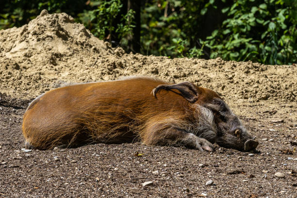 istock Red river hog, Potamochoerus porcus, also known as the bush pig. 1282801075