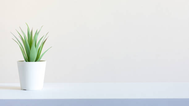 istock Succulent Plant in a Pot with a White Background on a White Table 1282801648