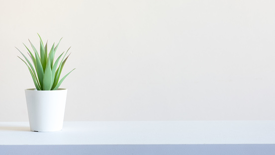 Succulent plant is standing on the left side of the frame with a white background. Suitable to use on presentations