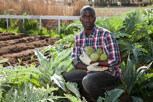 Young positive man posing with freshly picked artichokes at smallholding