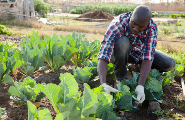 istock Male gardener working at homestead 1282801729