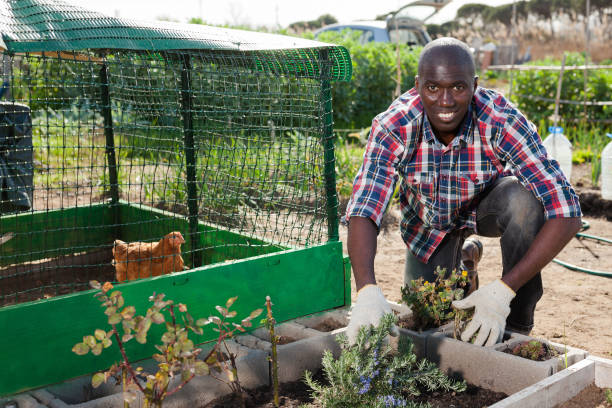 istock Man working near henhouse 1282801736