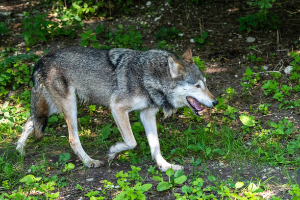 istock European Grey Wolf, Canis lupus in a german park 1282801965