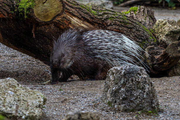 istock Indian crested Porcupine, Hystrix indica in a german nature park 1282802448