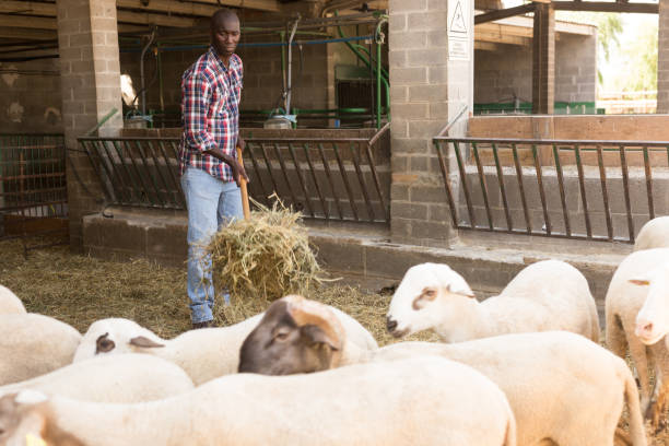 istock Male proffesional farmer feeds  sheeps with hay at farm 1282802777