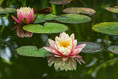 Two pink water lily or lotus flower Perry's Orange Sunset in garden pond. Close-up of Nympheas reflected in green water. Flower landscape for nature wallpaper with copy space. Selective focus