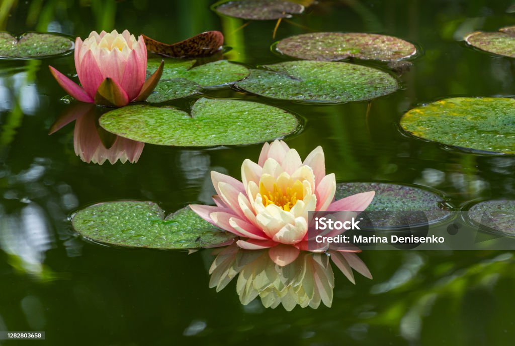 Two Pink Water Lily Or Lotus Flower Perrys Orange Sunset In Garden Pond  Closeup Of Nympheas Reflected In Green Water Flower Landscape For Nature  Wallpaper With Copy Space Selective Focus Stock Photo -