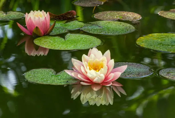 Photo of Two pink water lily or lotus flower Perry's Orange Sunset in garden pond. Close-up of Nympheas reflected in green water. Flower landscape for nature wallpaper with copy space. Selective focus