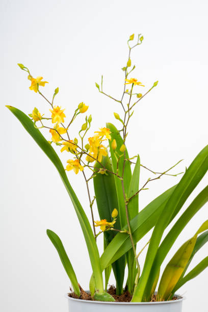 Orchid Oncidium Tiny Twinkle Gold Dust Stock Photo - Download Image Now -  Oncidium, Orchid, Backgrounds - iStock