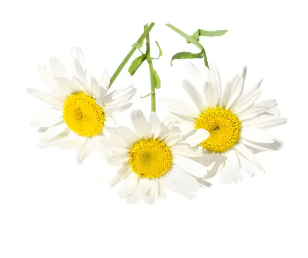 Three big daisies (camomile) isolated on white background. Copy space.