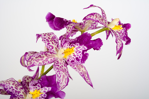 Orchid hybrid - Beallara Patricia McCully ‚Pacific Matriarch‘