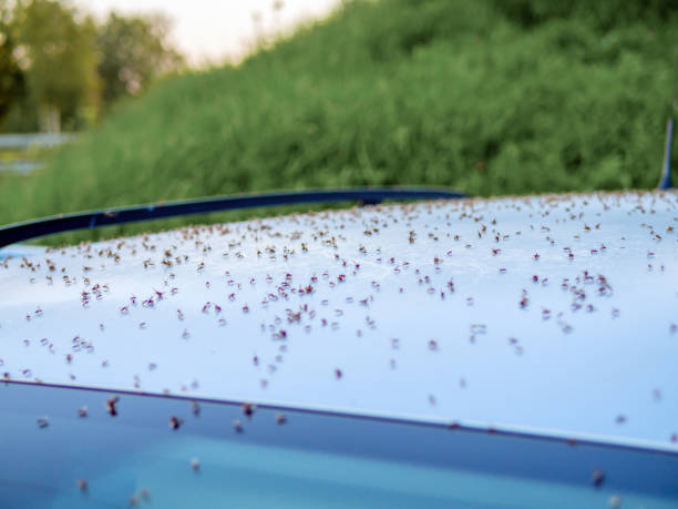 istock Live flies around the car 1282805488