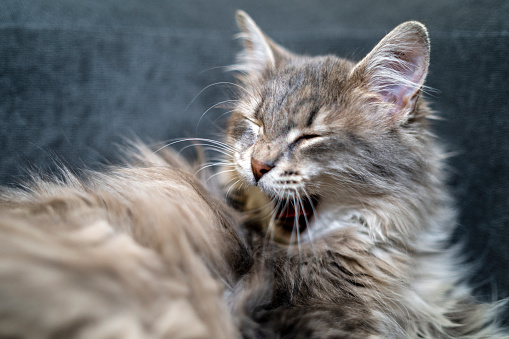 Portrait of a cat on a dark background