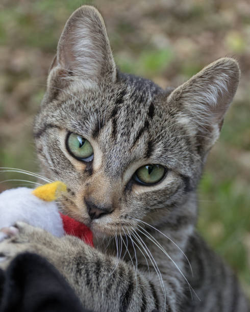 istock I want to play with you! 1282805636