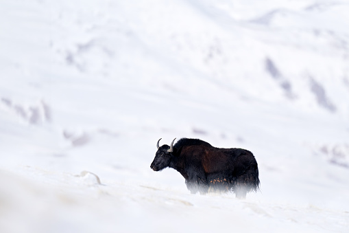 Wild yak, Bos mutus, large bovid native to the Himalayas, winter mountain codition, Tso-Kar lake, Ladakh, India. Yal from Tibetan Plateau, in the snow. Black bull woth horn from Tibet.