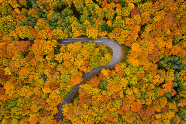 istock autumn leaf colored trees with cury country road drone point of view 1282807308