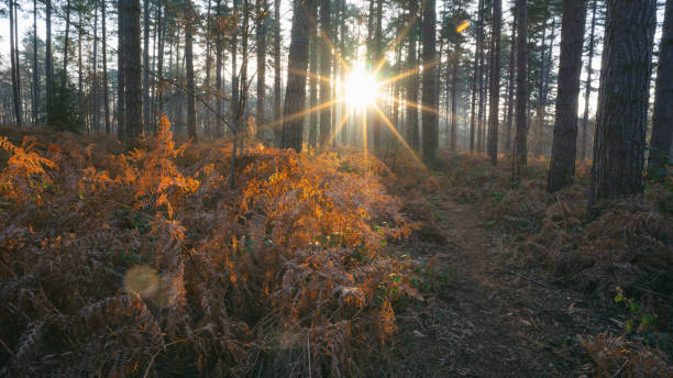istock Bracken In Winter Woodland 1282808074